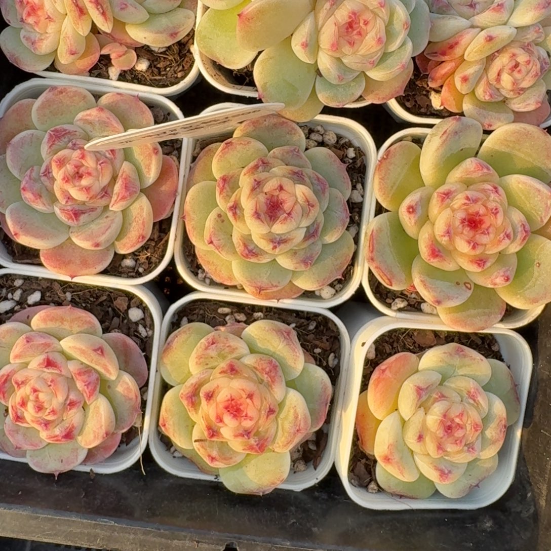 1206-041-假西施一颗量拍