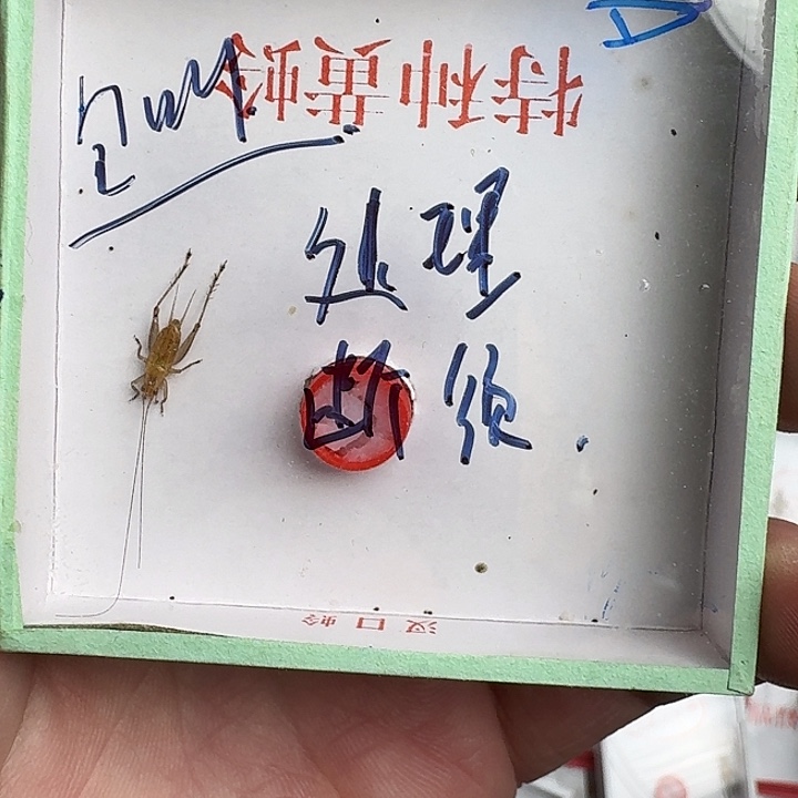 机***长蟋蟀蝈蝈你打111111
