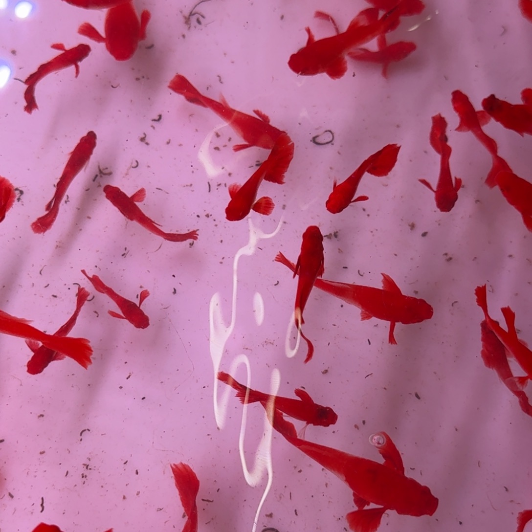 孔雀鱼分水瑕疵10条