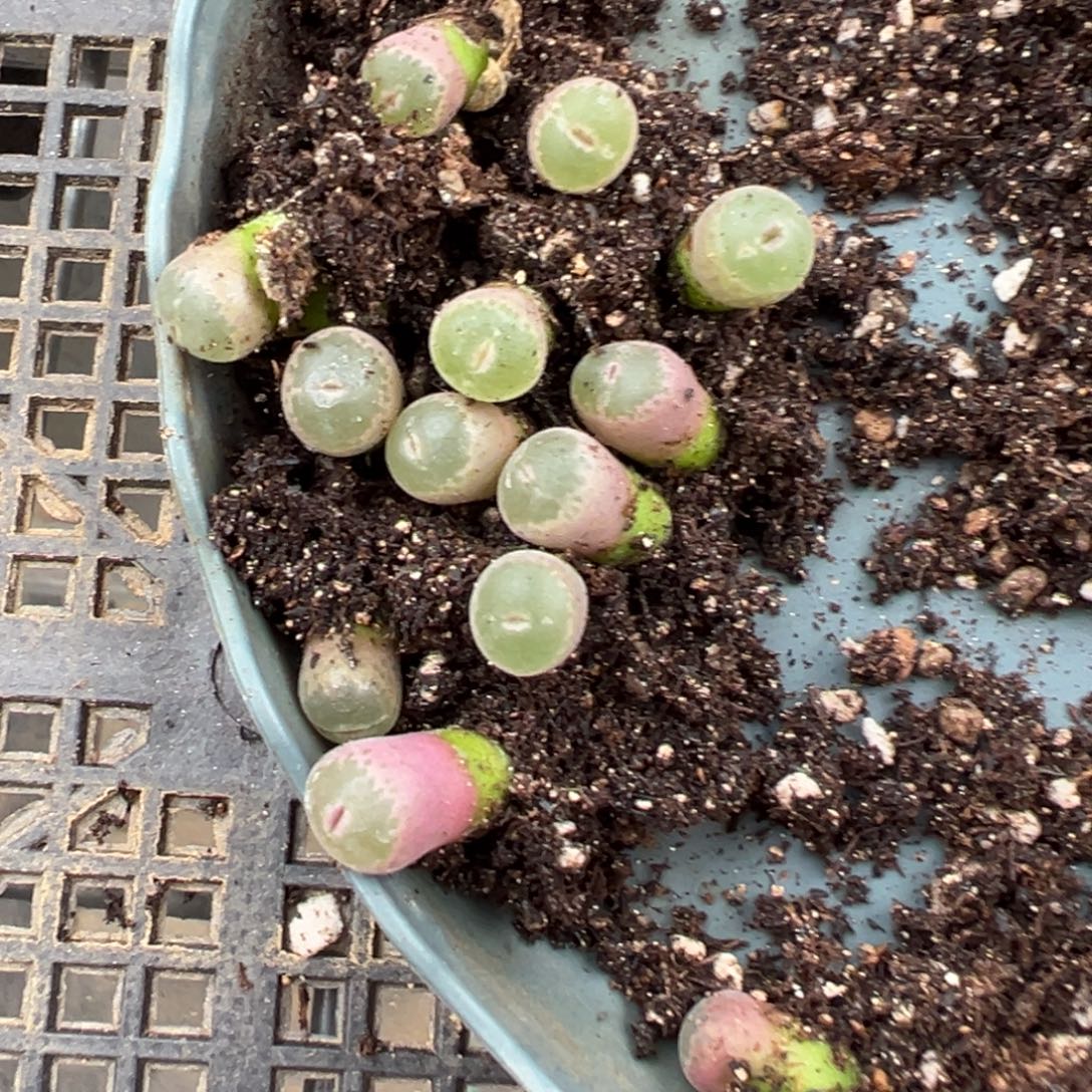 量拍ap种源特选安格尼斯之眼风铃一颗