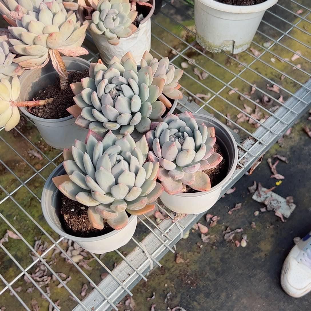 胖美人三盆单头起