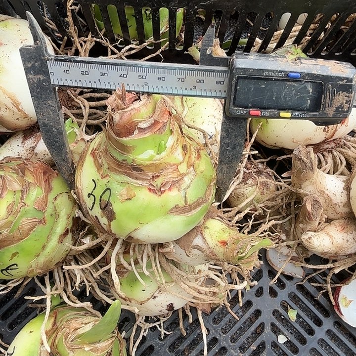 甜蜜30号9左右带侧有花箭