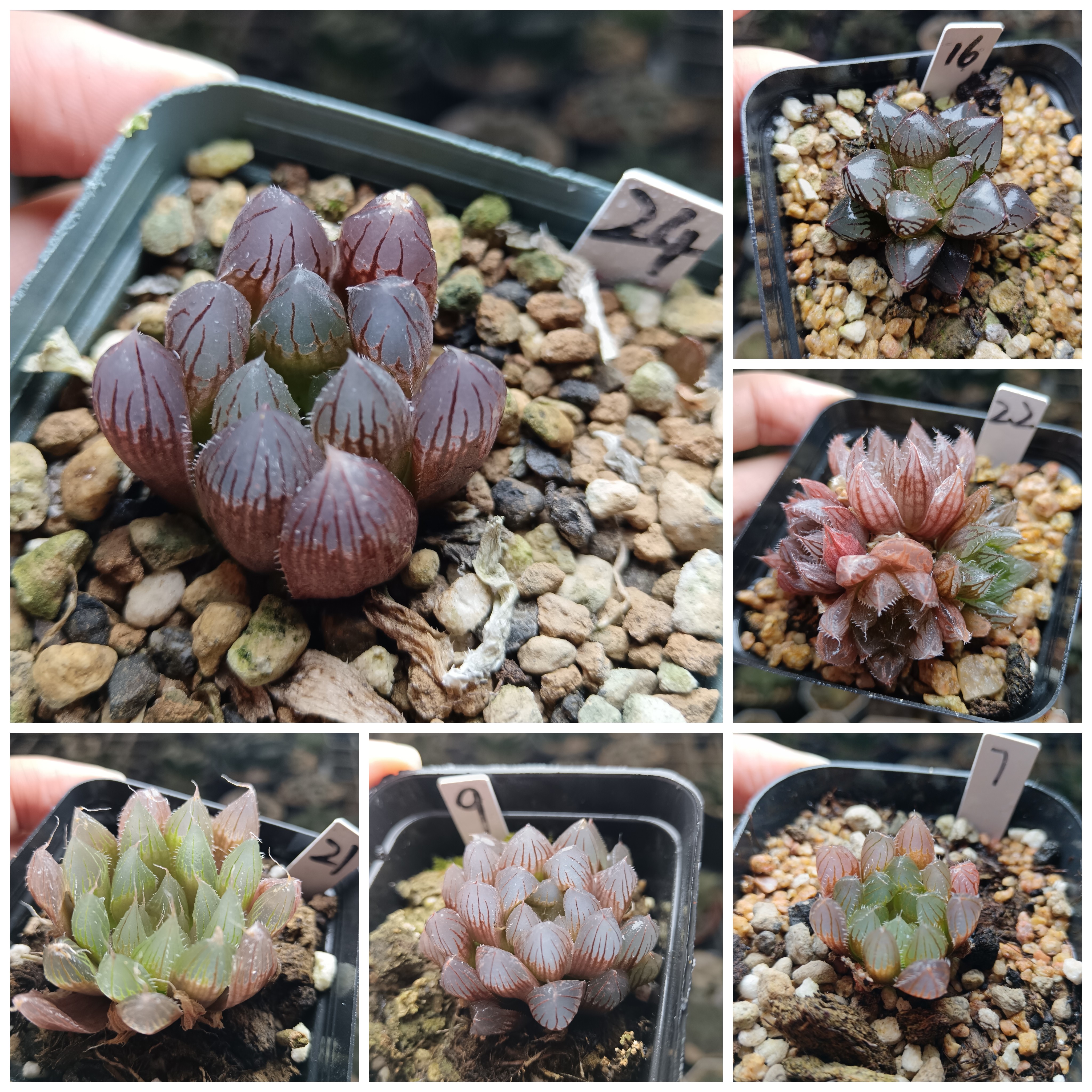 47号实生玉露十二卷多肉植物一物一拍带盆带土发货25年12月26