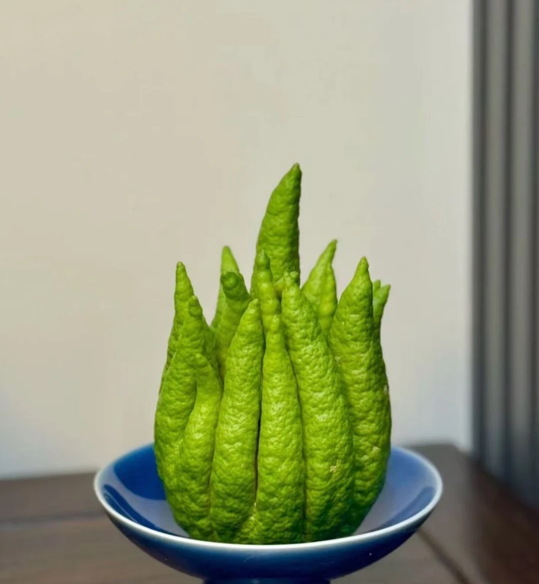 云南直发高山新鲜佛手柑天然香氛福寿果观赏性佳品