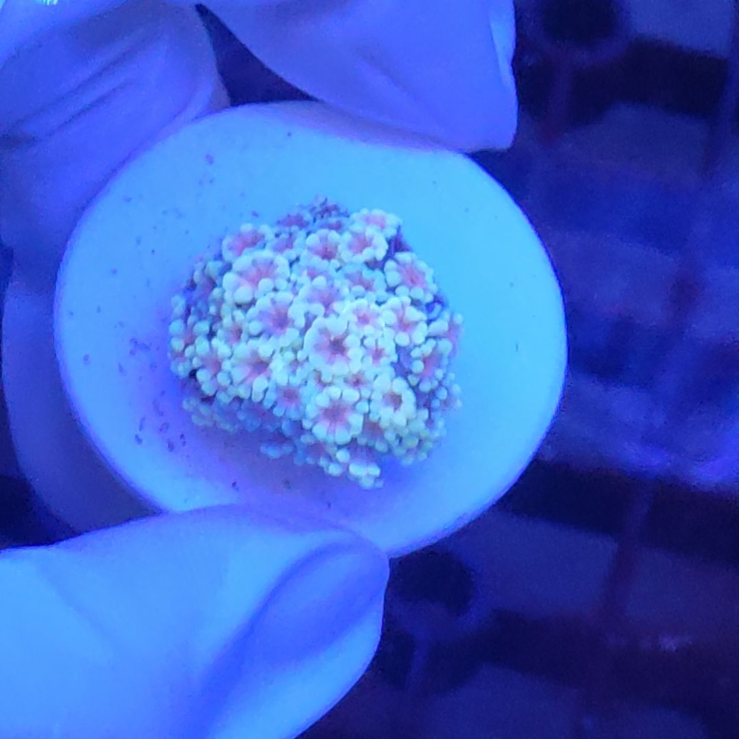 珊瑚不支持退货不到付不包邮接受下单