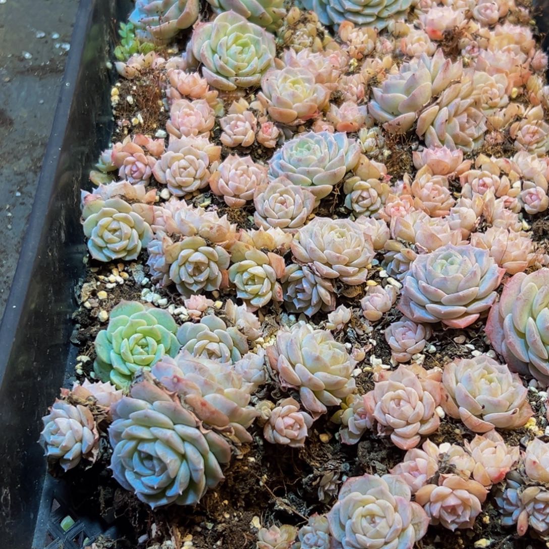 471多肉葡萄的味道是真的m