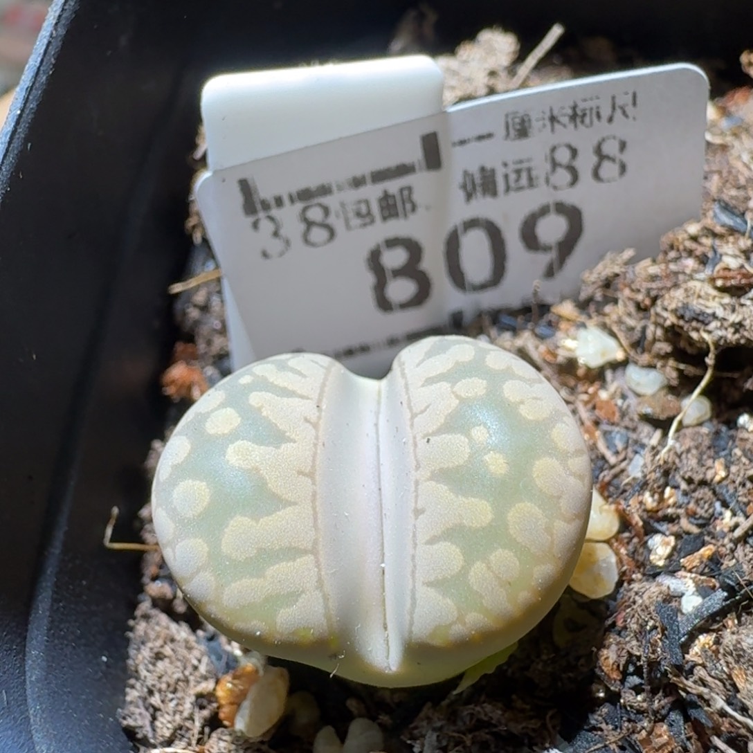 Sss精品便宜出了809