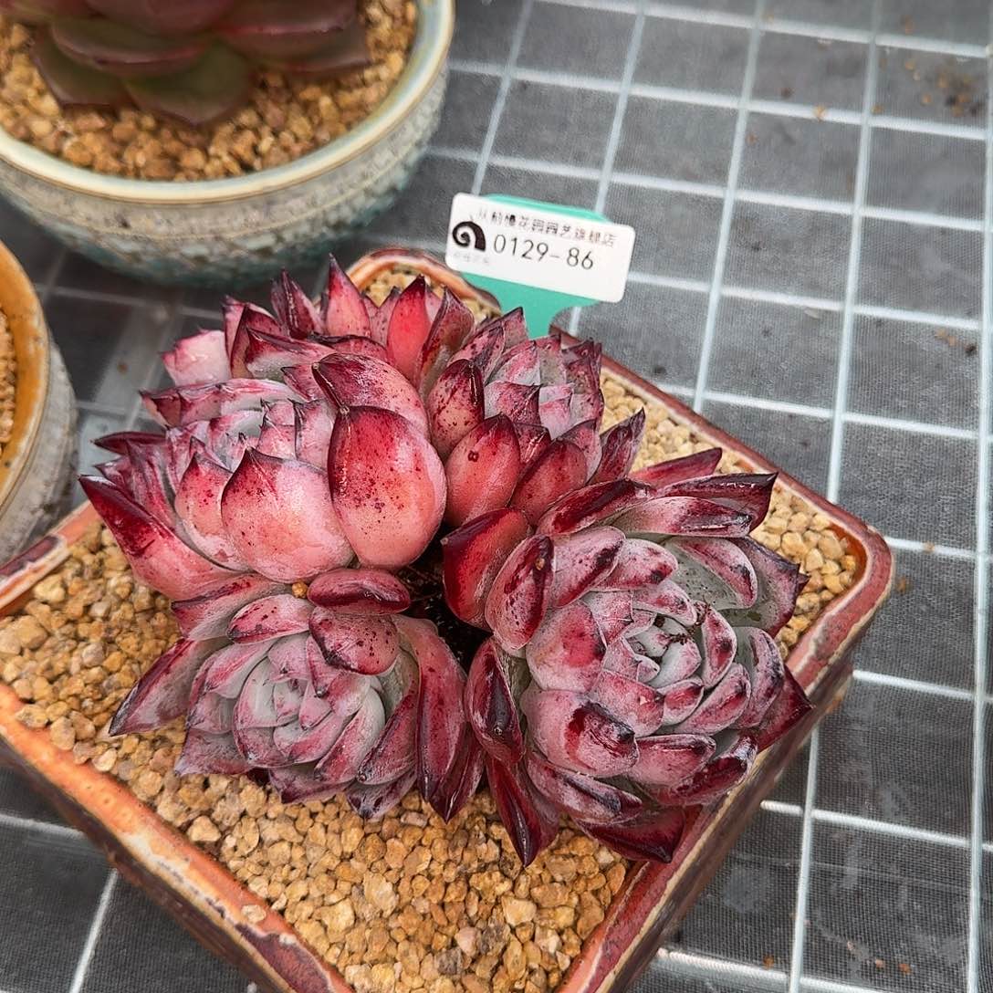 从前慢花园多肉0129-86