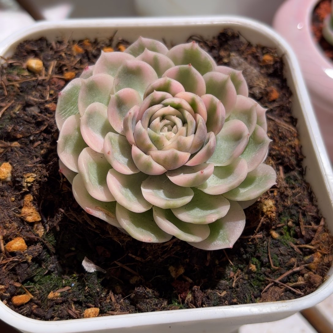 圆叶昂斯诺锦多肉植物