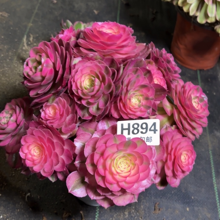 瑞妈一物一拍894