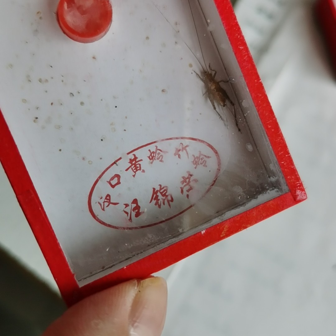过冬小黄蛉爬宠适合冬季饲养