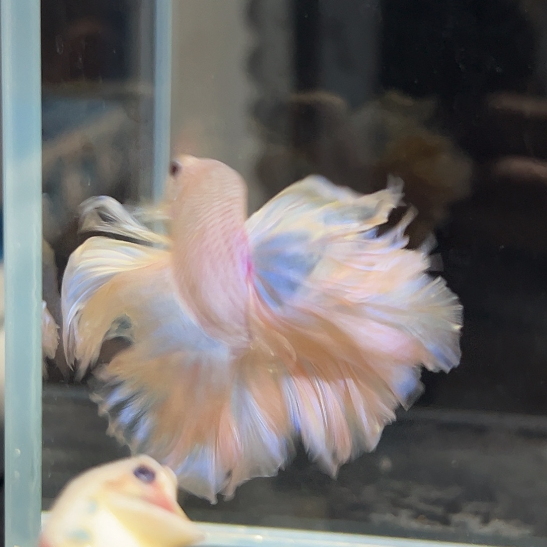 斗鱼1号梦幻紫色婚纱豆豆眼