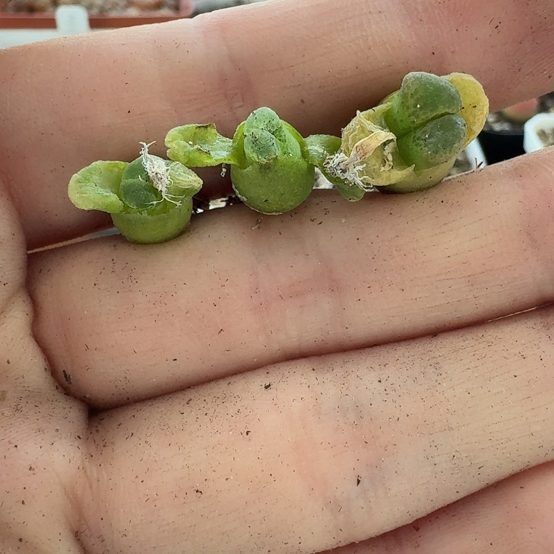 老马生石花小奶瓶1013