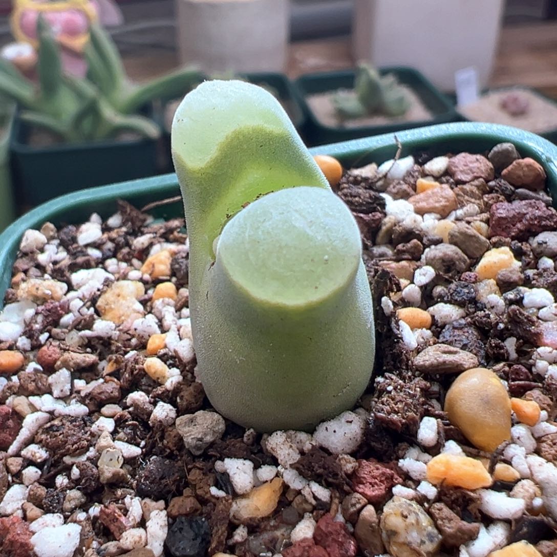 46优选2151四年半母本