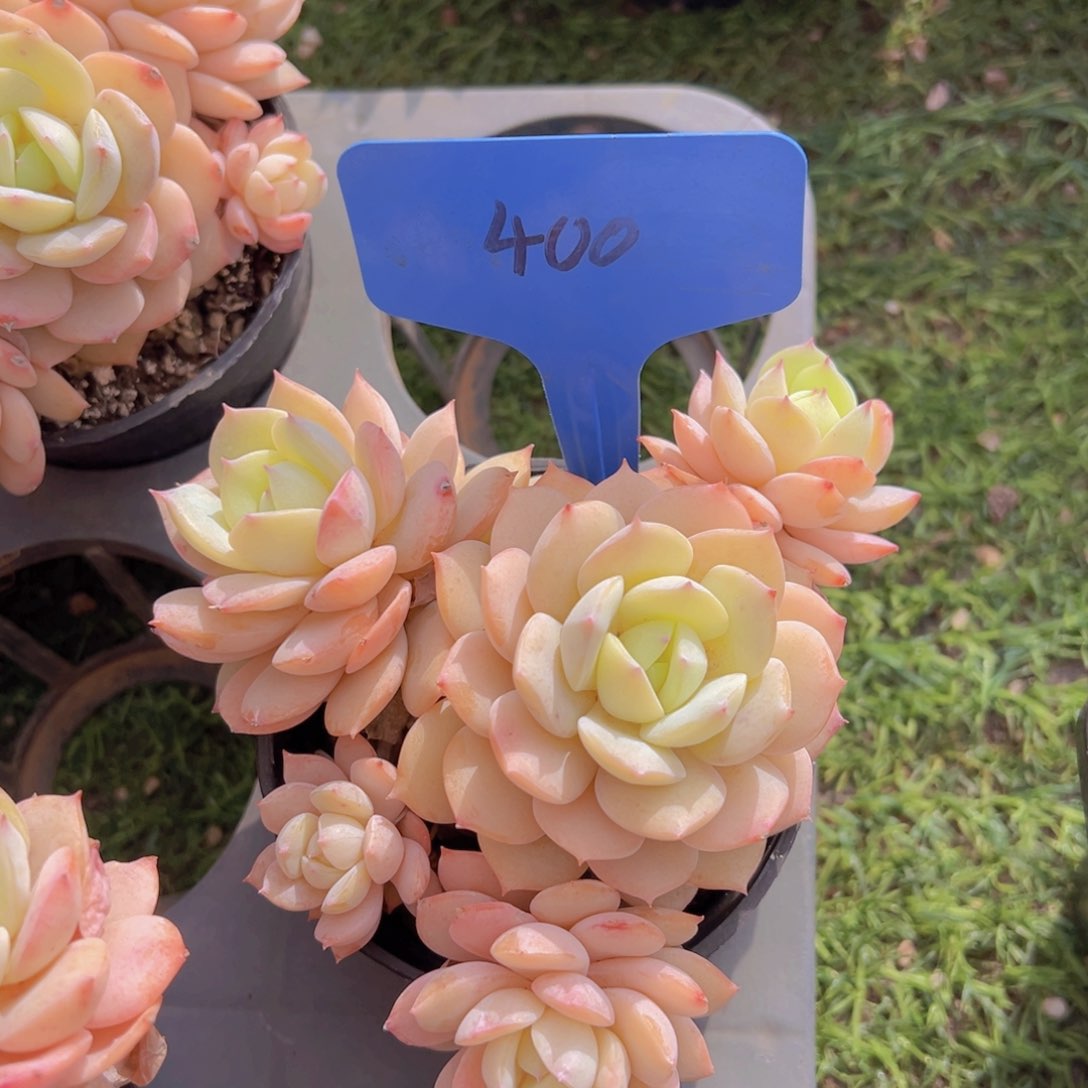 香玉的故事是一个人的故事