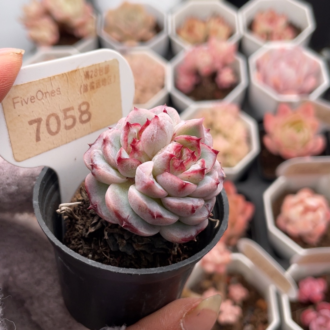 天鹅绒7058-3.6厘米