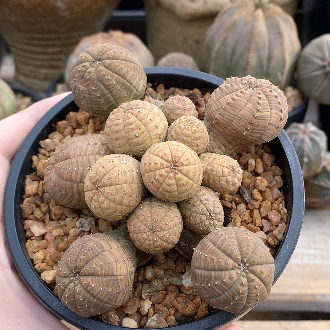 彩肌黄球群生多肉植物