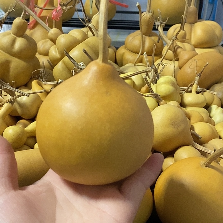 我**冉葫芦的颜色很好看啊