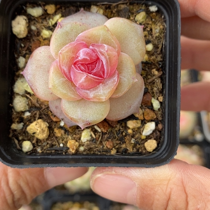 热恋 多肉 1111112.31