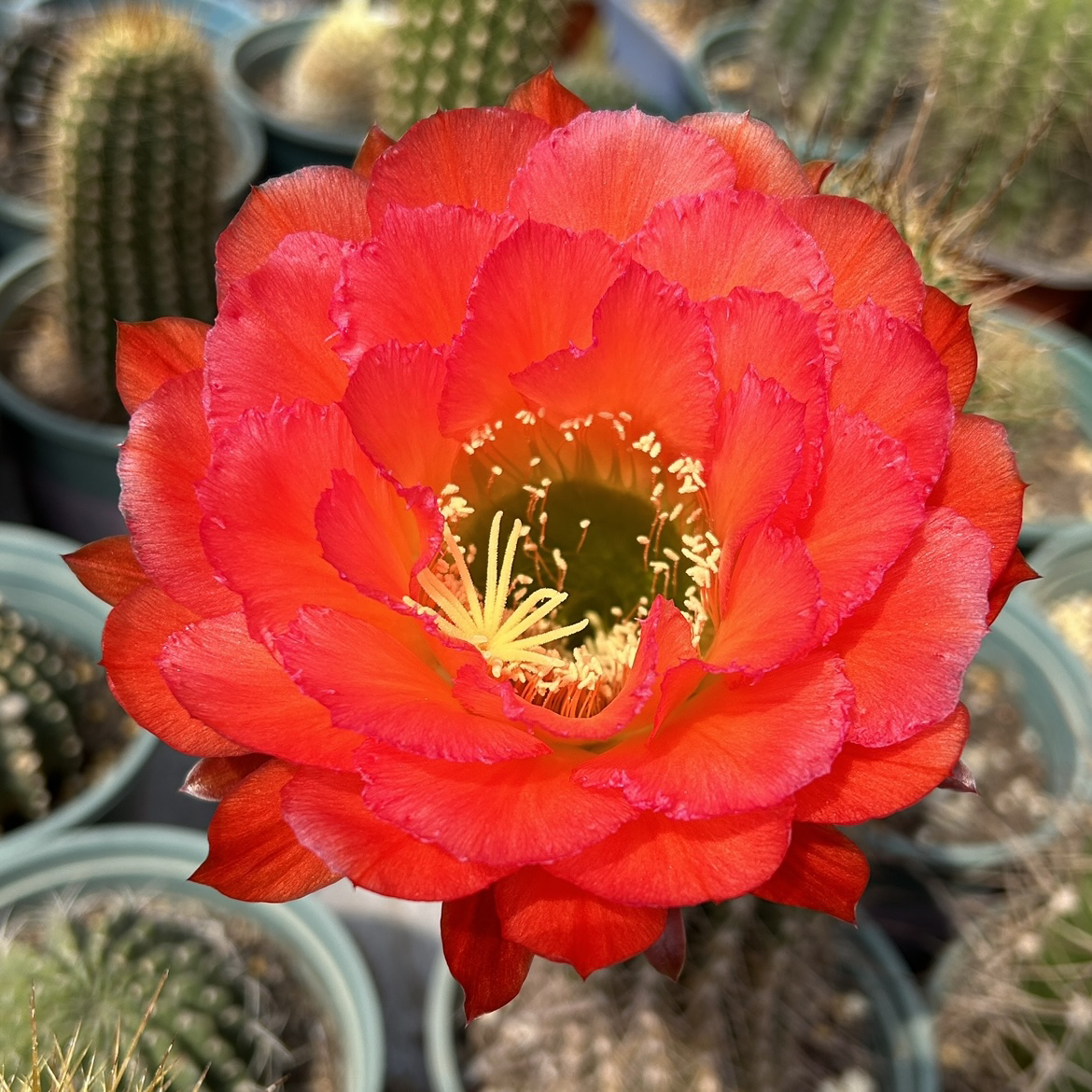 开花仙人球 毛花柱欢茄 无根侧芽