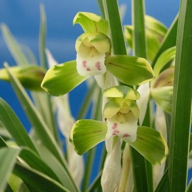 春兰【雪山天草】春兰老种名品 花艺共赏 花期长