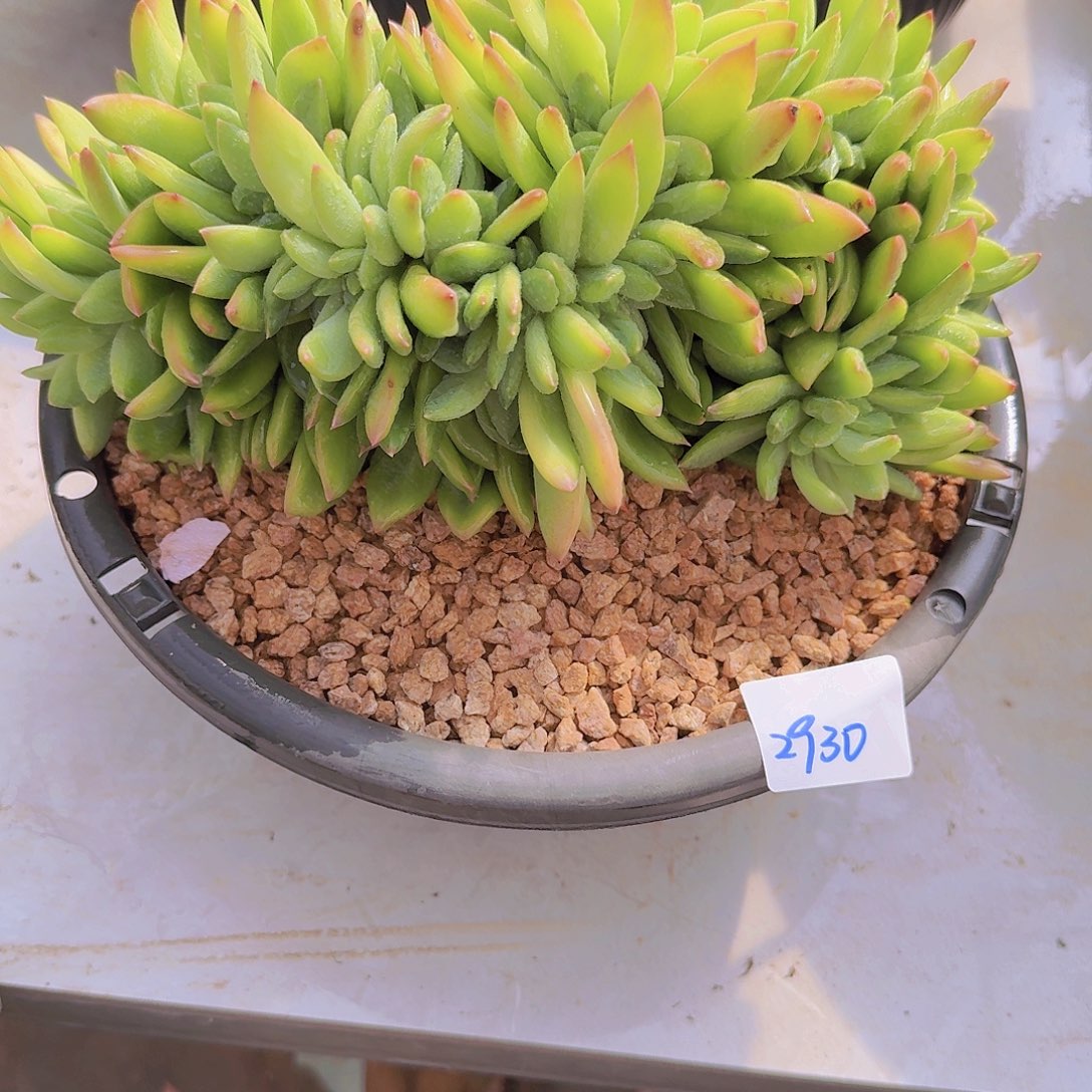 2930海洋之歌缀多肉植物