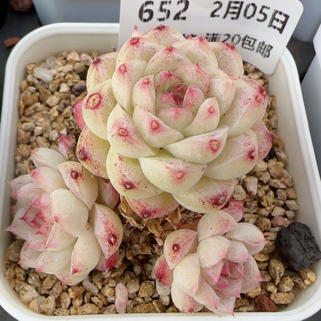 花语逸镜0205-652