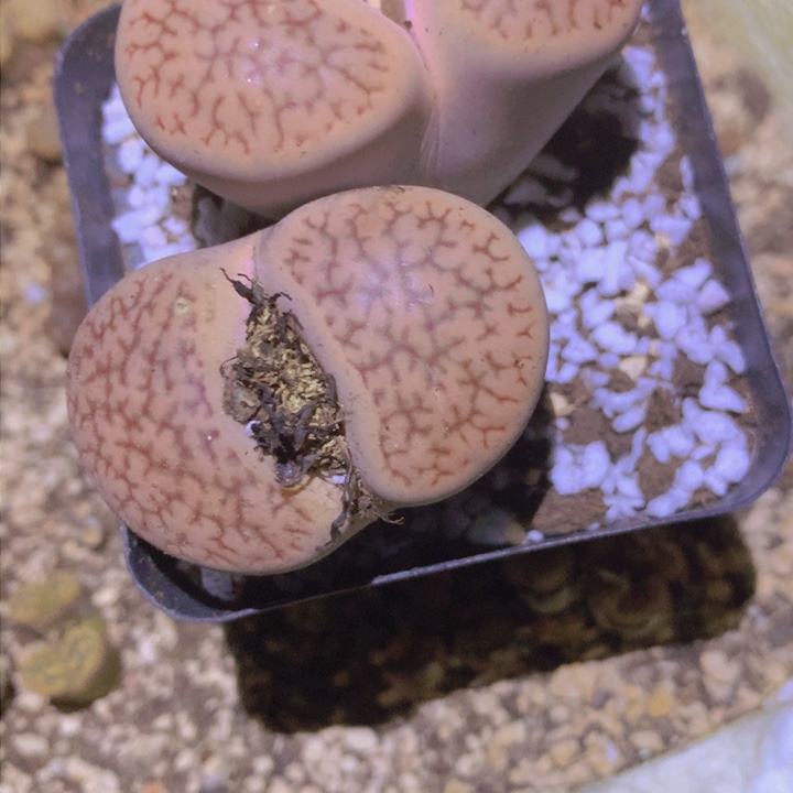 1885895596699989657866