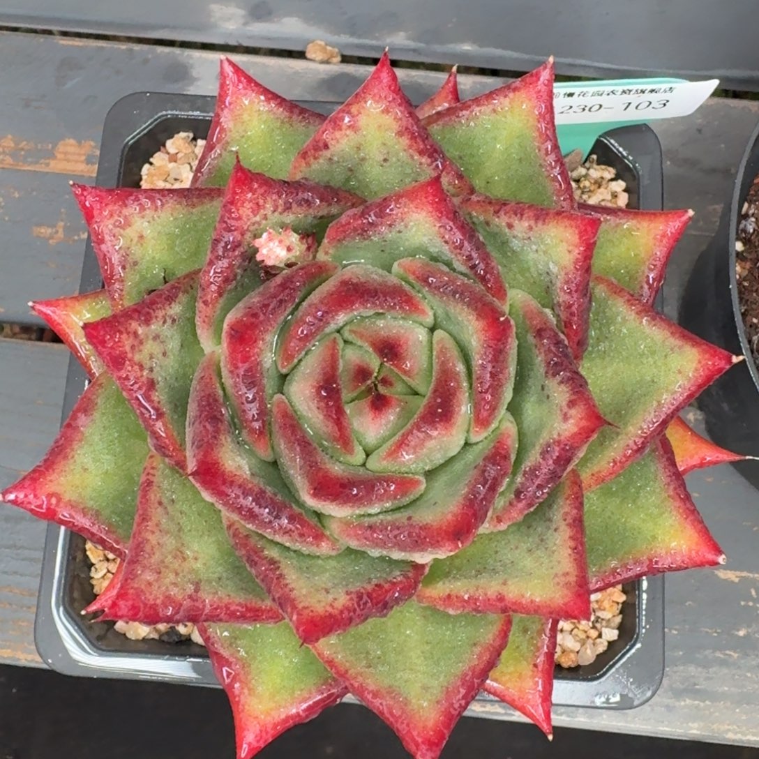 从前慢花园多肉编号1230-103