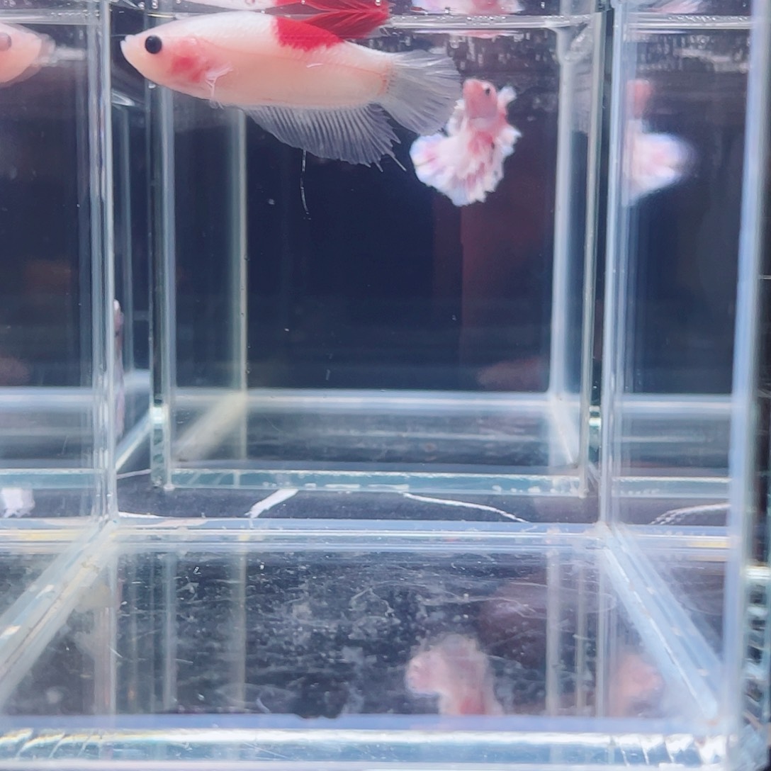 斗鱼印尼斗鱼，记得拍加热包011