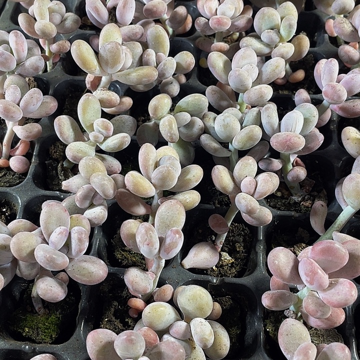 小奶酪1元带土发货