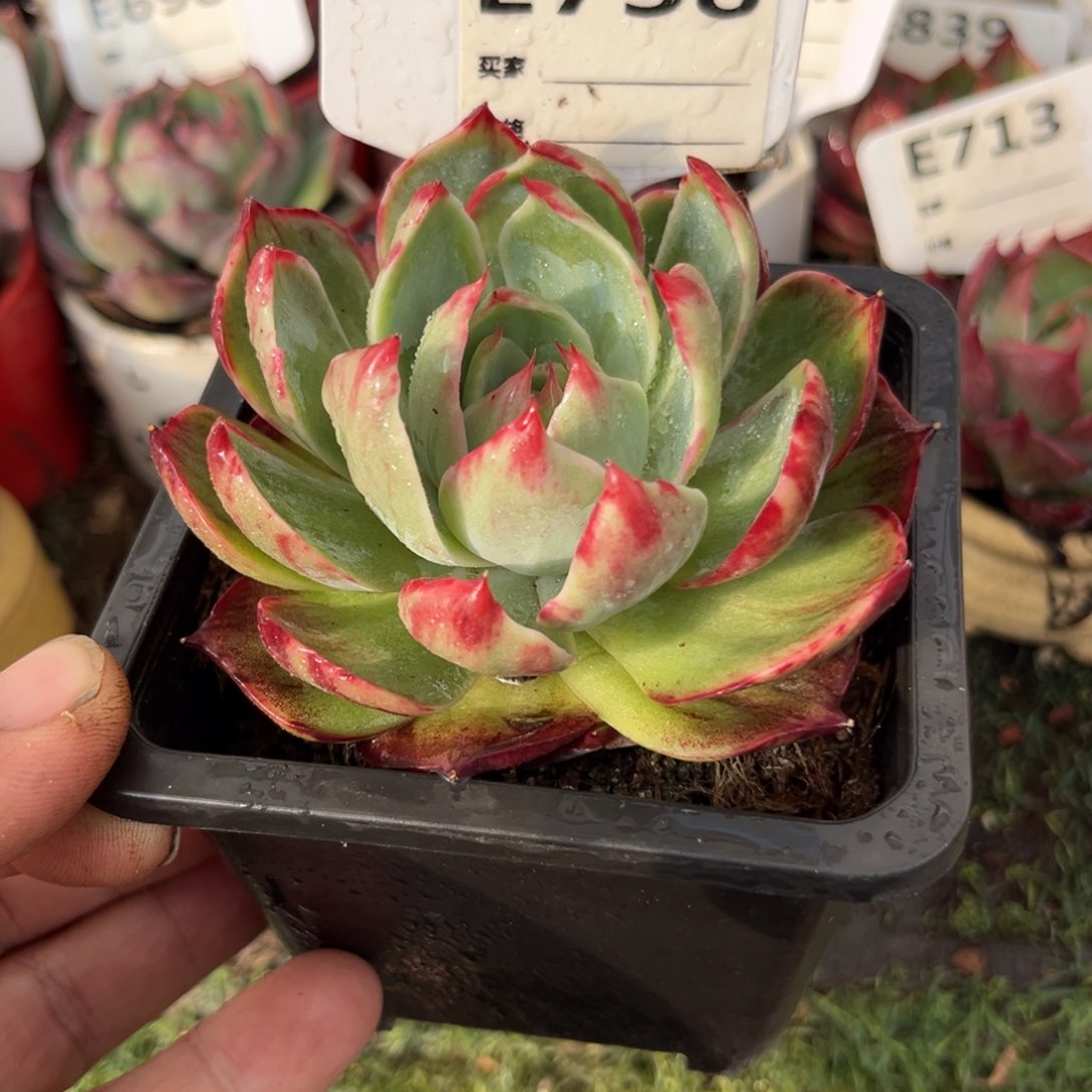 惊鸿一瞥738号多肉