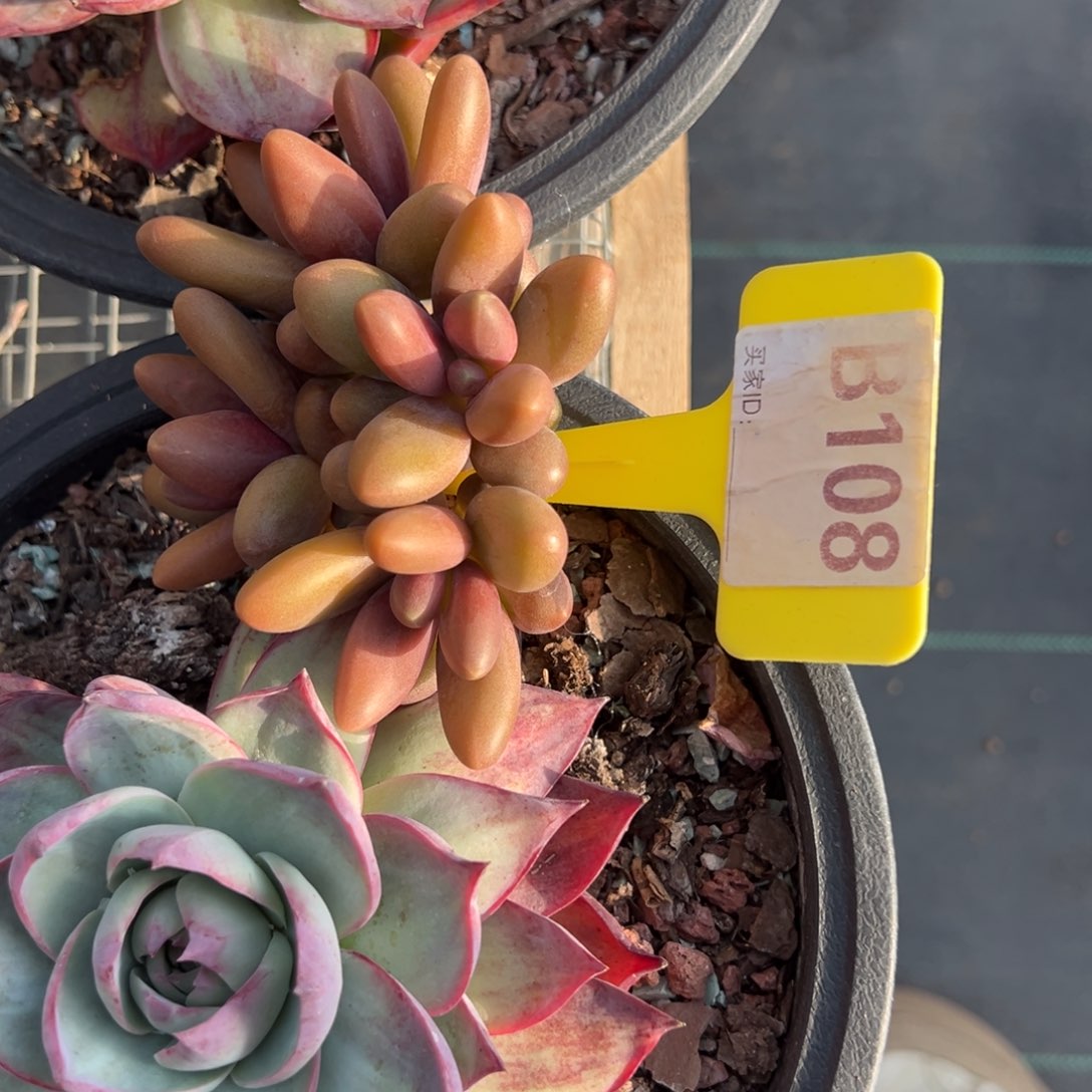 汤***。b108多肉植物啊啊啊啊