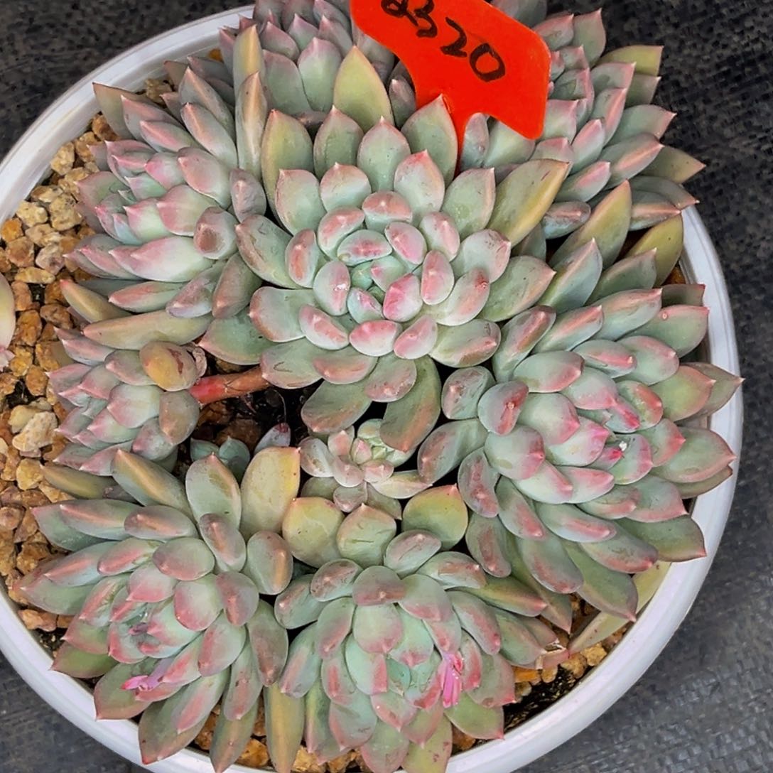 2320号晚上多肉植物群生多肉植物