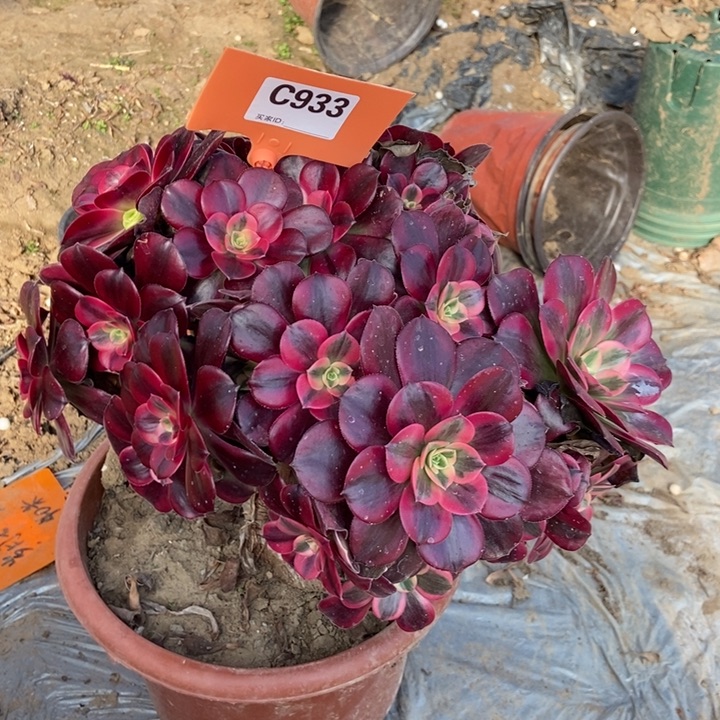 933美杜莎手捧1111