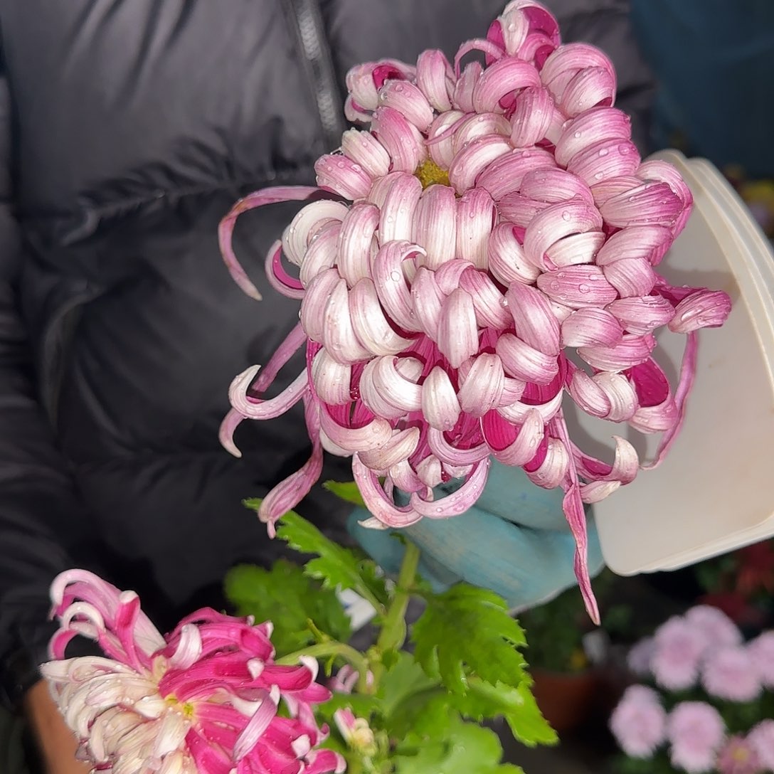 无花朵花神舆独本一颗