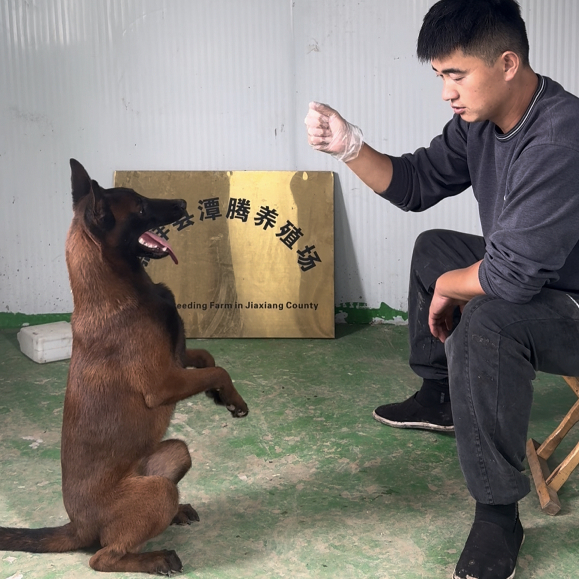 【坤哥精选】六个月鳄鱼嘴科目马犬母