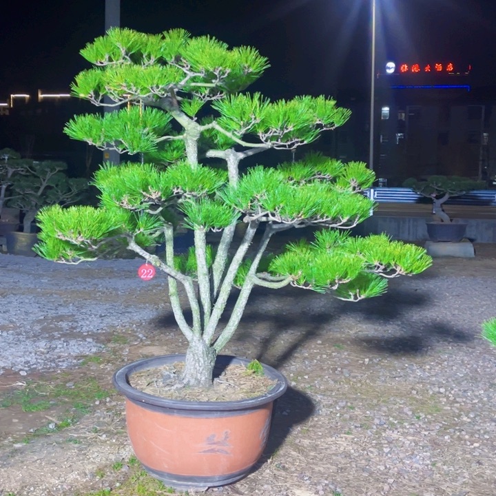 大***景完全开放庭院盆景黑松盆景