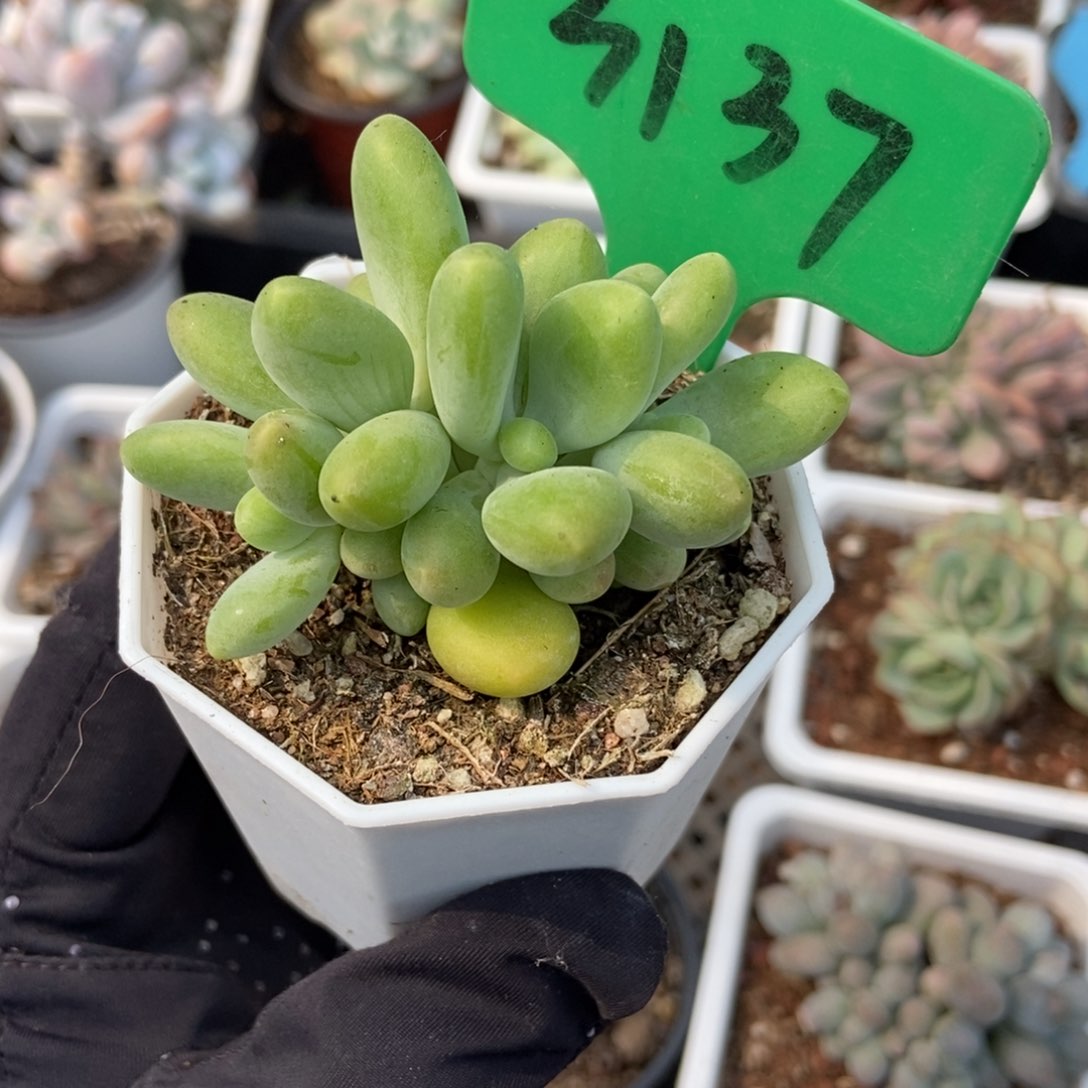 3137芒果奶多肉植物保护