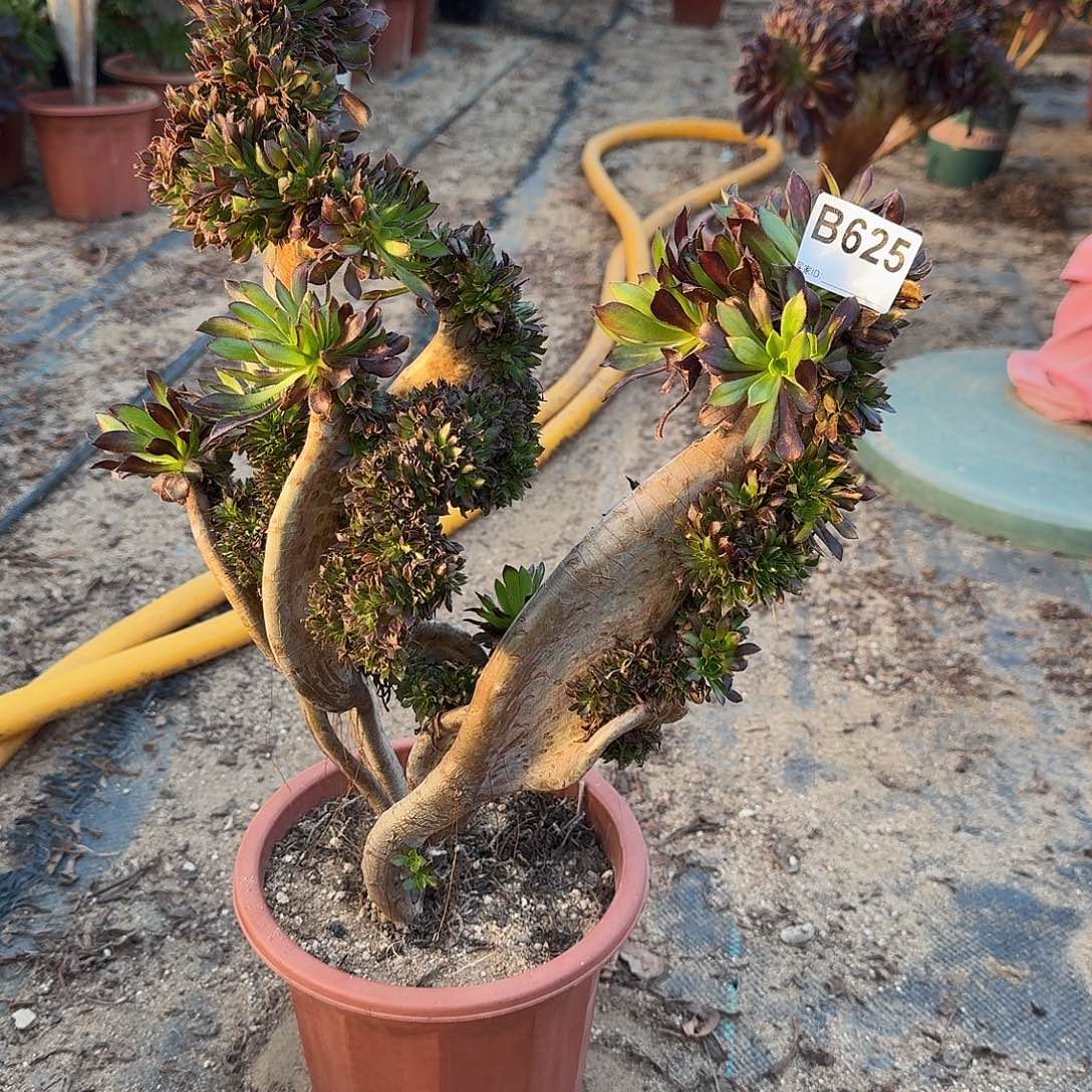 625黑法师有伤一颗呀呀