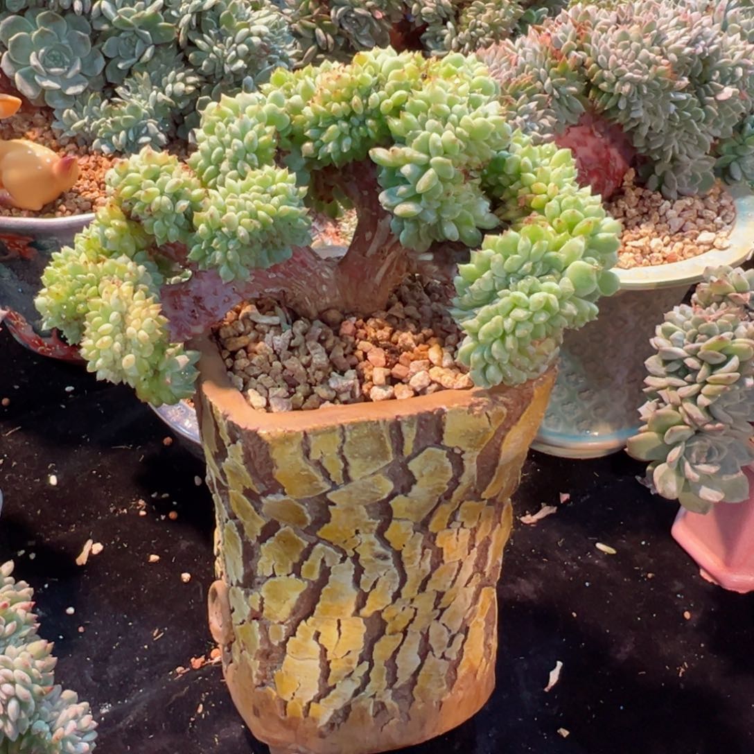 蛋****，新年快乐宝宝88888