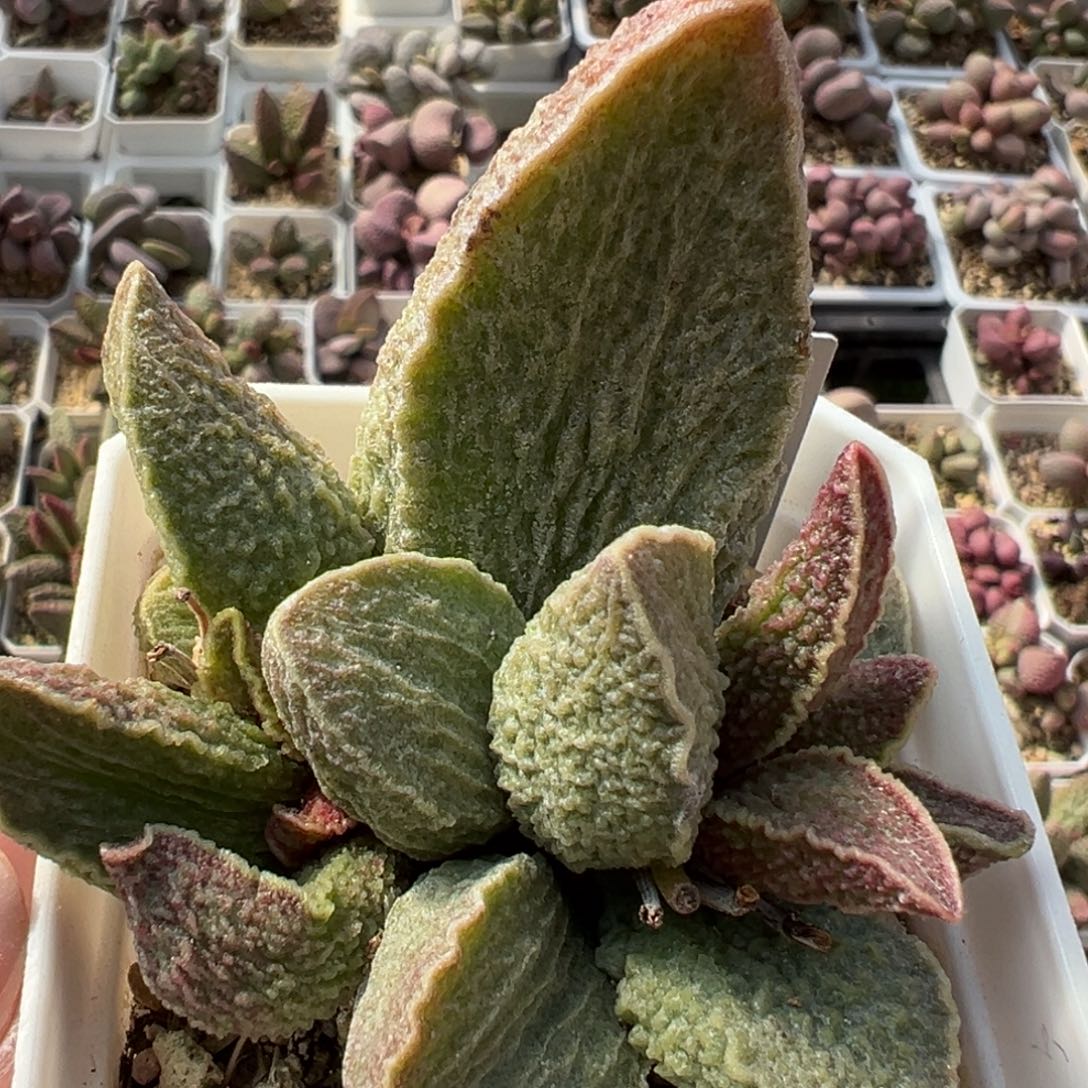 酒红猪肝多肉植物水泡