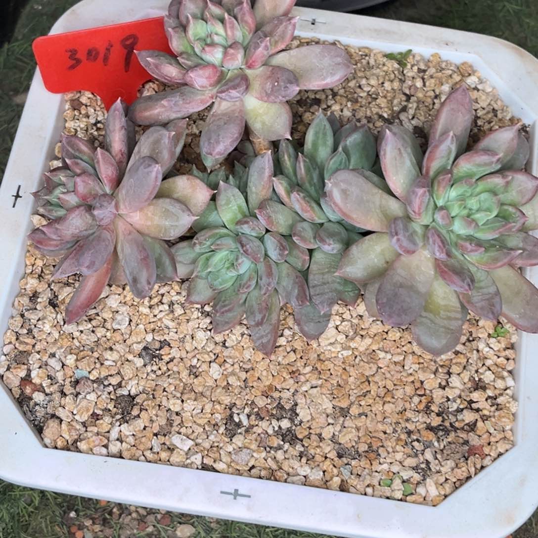 3019号晚上多肉植物群生多肉植物