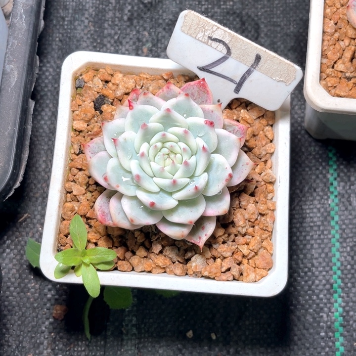 娃娃饰品21号码牌子的话题