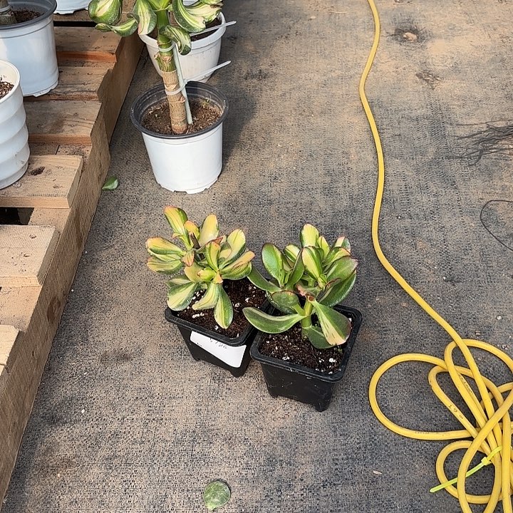 h***s当前无花栽培后可以开花卷叶40