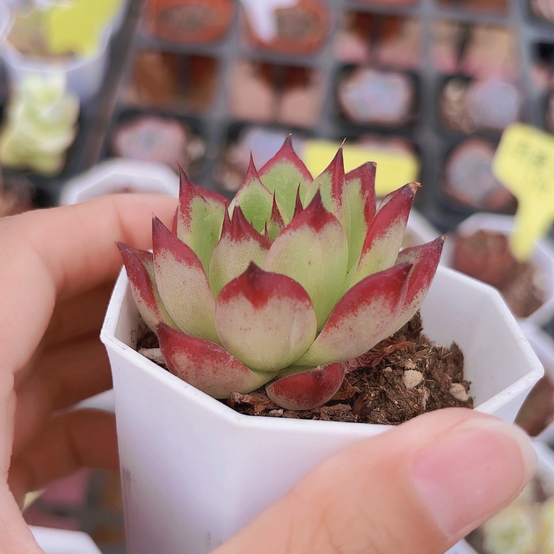 精品雨夜精灵多肉植物