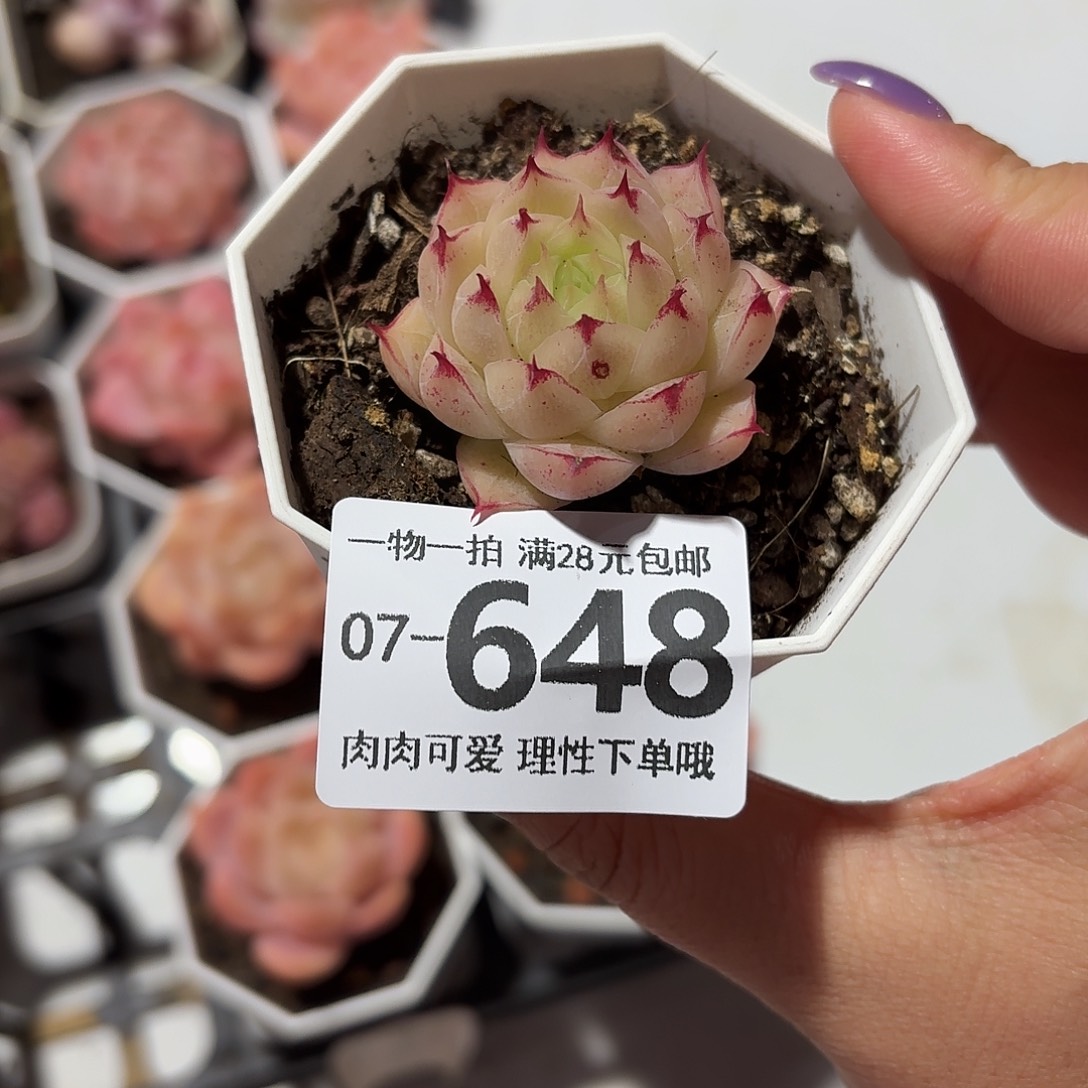 莲华无盆无发货发货无