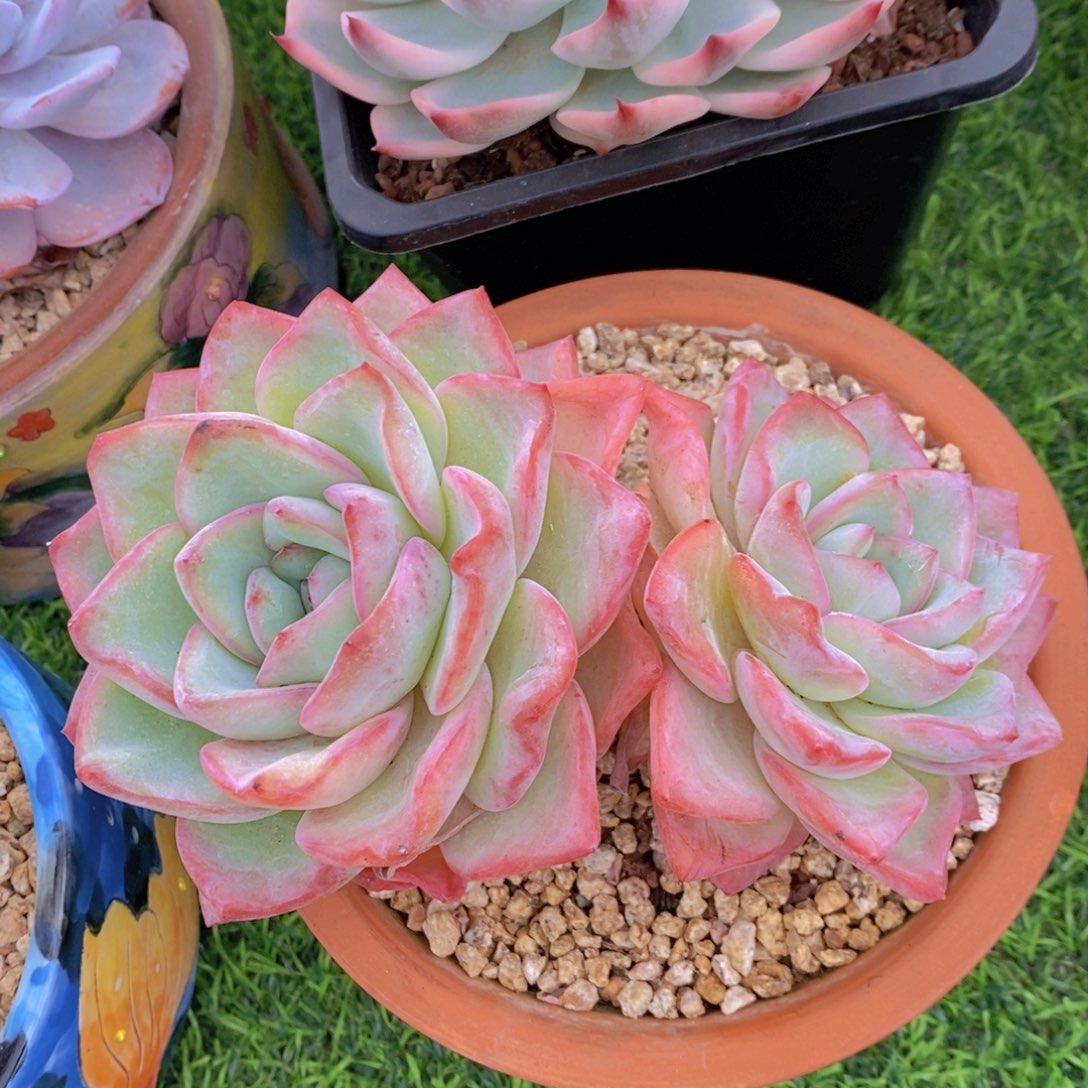 泡芙 一物一拍。  