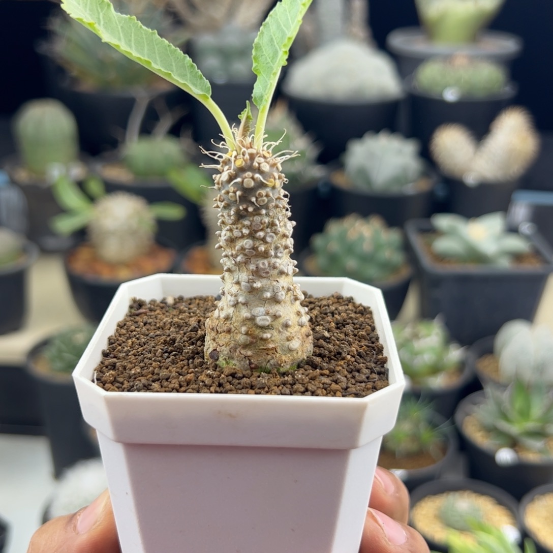 琉桑实生一物一拍