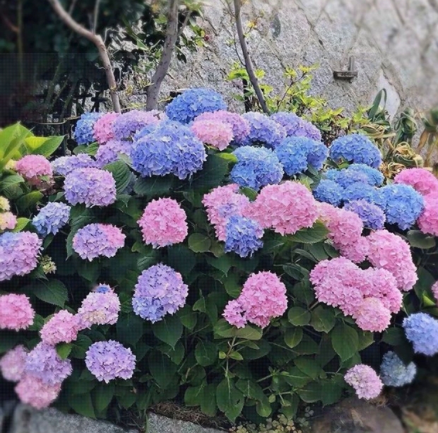 【凤仙花】无尽夏绣球花苗高杆苗阳台别墅庭院地栽盆栽植物耐寒